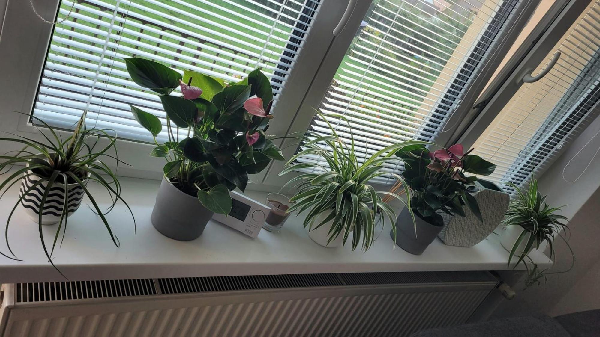 Novy Apartman Eva Jičín エクステリア 写真